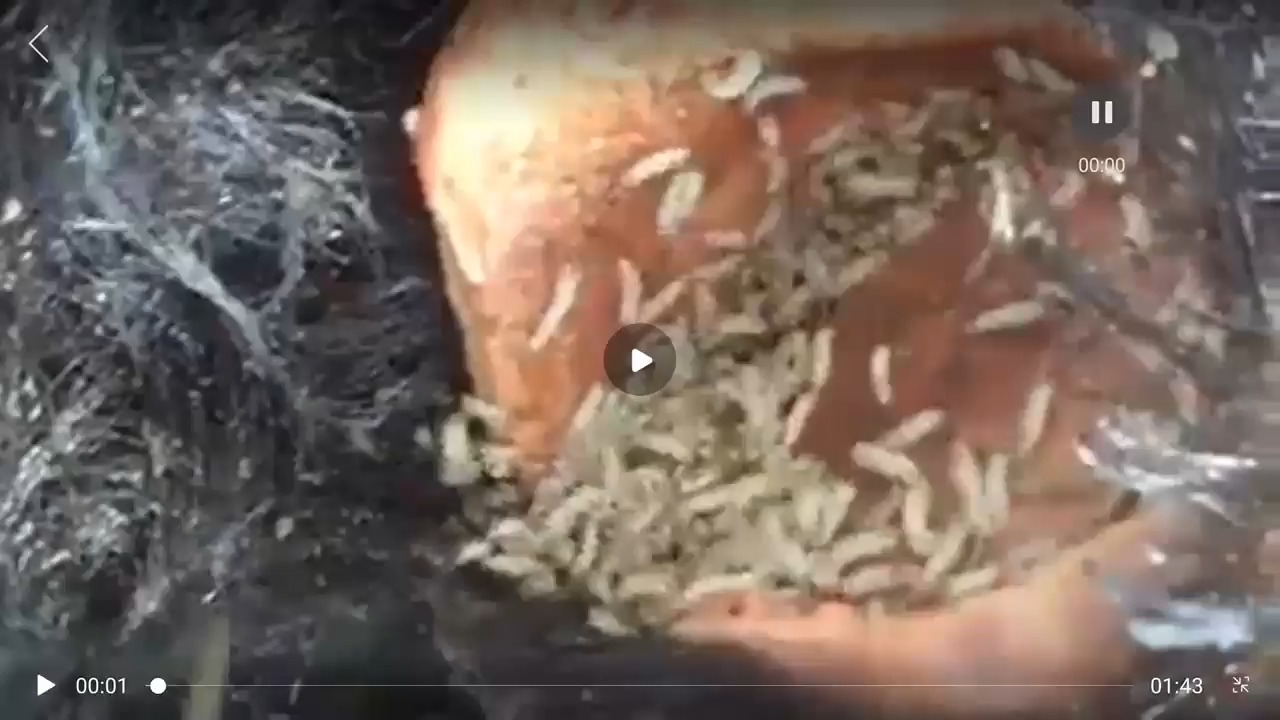 超级恶心，满头蛆居然还能活着，真不可思议 的封面
