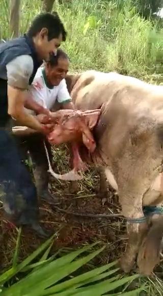猎奇牛是这样剖腹产的 的封面