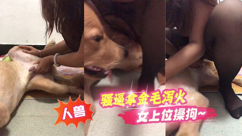 【人兽】骚逼拿金毛泻火，女上位操狗