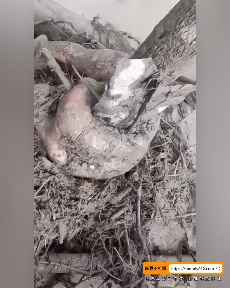 Nepal (3)